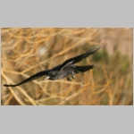 Corvus corone corone - Rabenkraehe 01.jpg